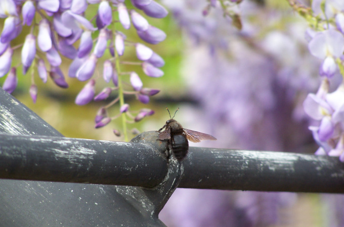 Umwelt Blüte mit Biene v2